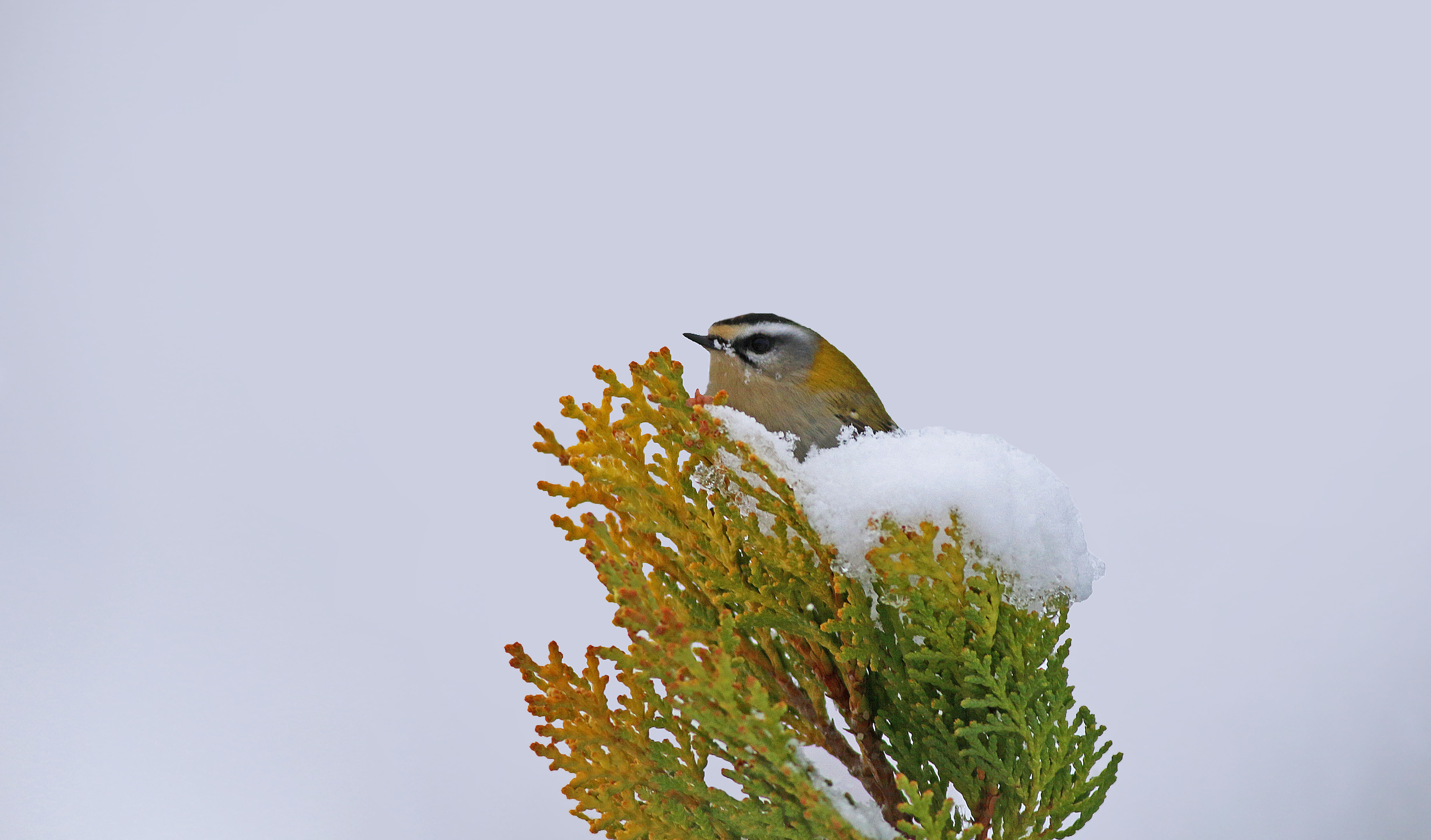 Common Firecrest